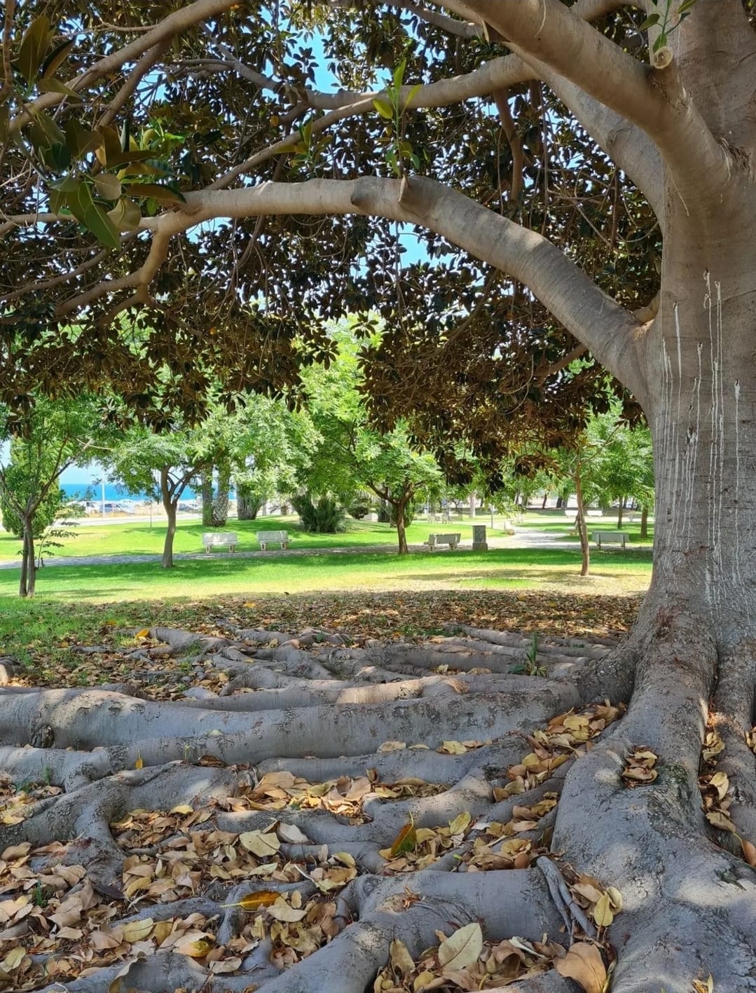 Piso a 100m. de la playa en El Campello Ref. S-734